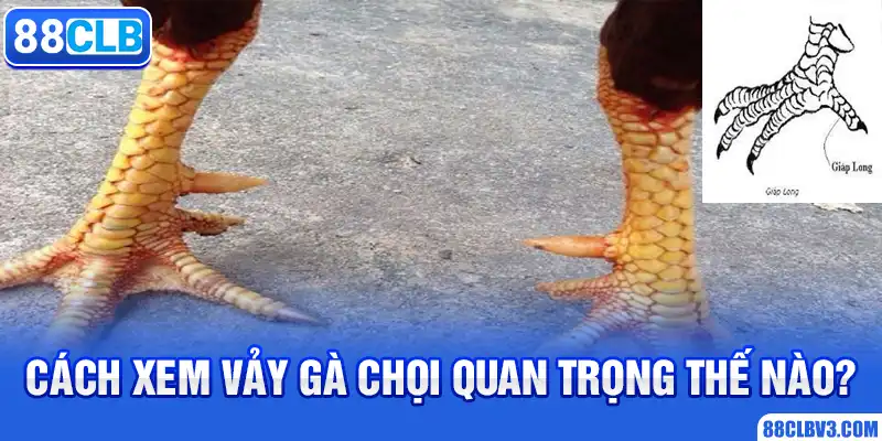 Cách Xem Vảy Gà Chọi Chuẩn Nhất Từ Chuyên Gia Nhà 88CLB Cách xem vảy gà chọi quan trọng thế nào?