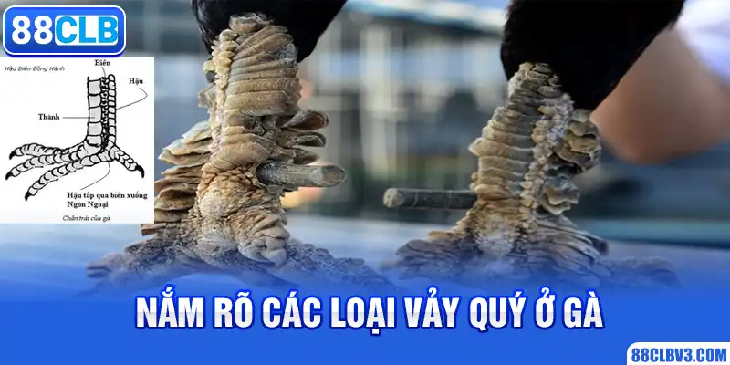 Cách Xem Vảy Gà Chọi Chuẩn Nhất Từ Chuyên Gia Nhà 88CLB Nắm rõ các loại vảy quý ở gà